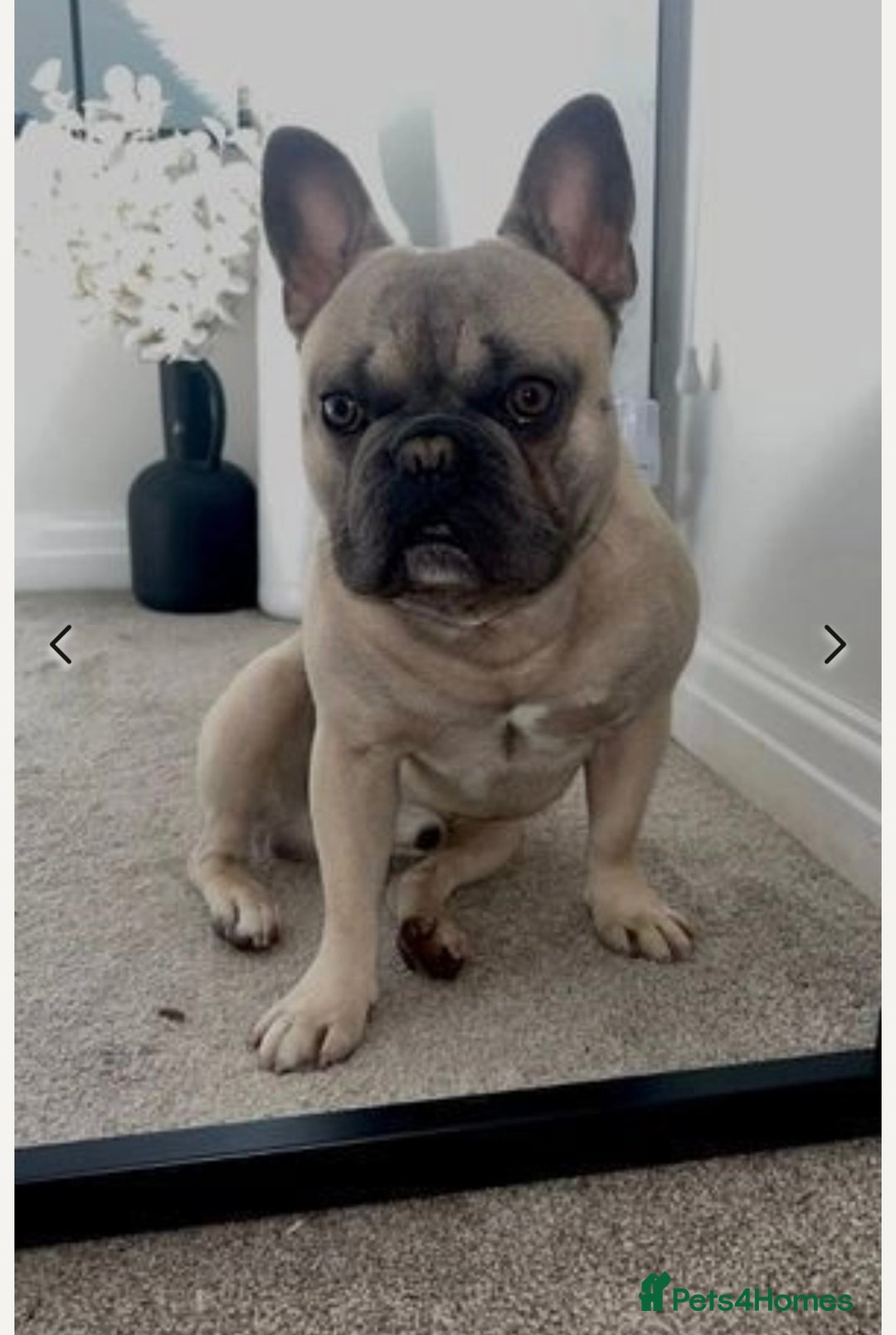French Bulldog dogs for sale: Stunning frenchie pups for sale!! - Image 6