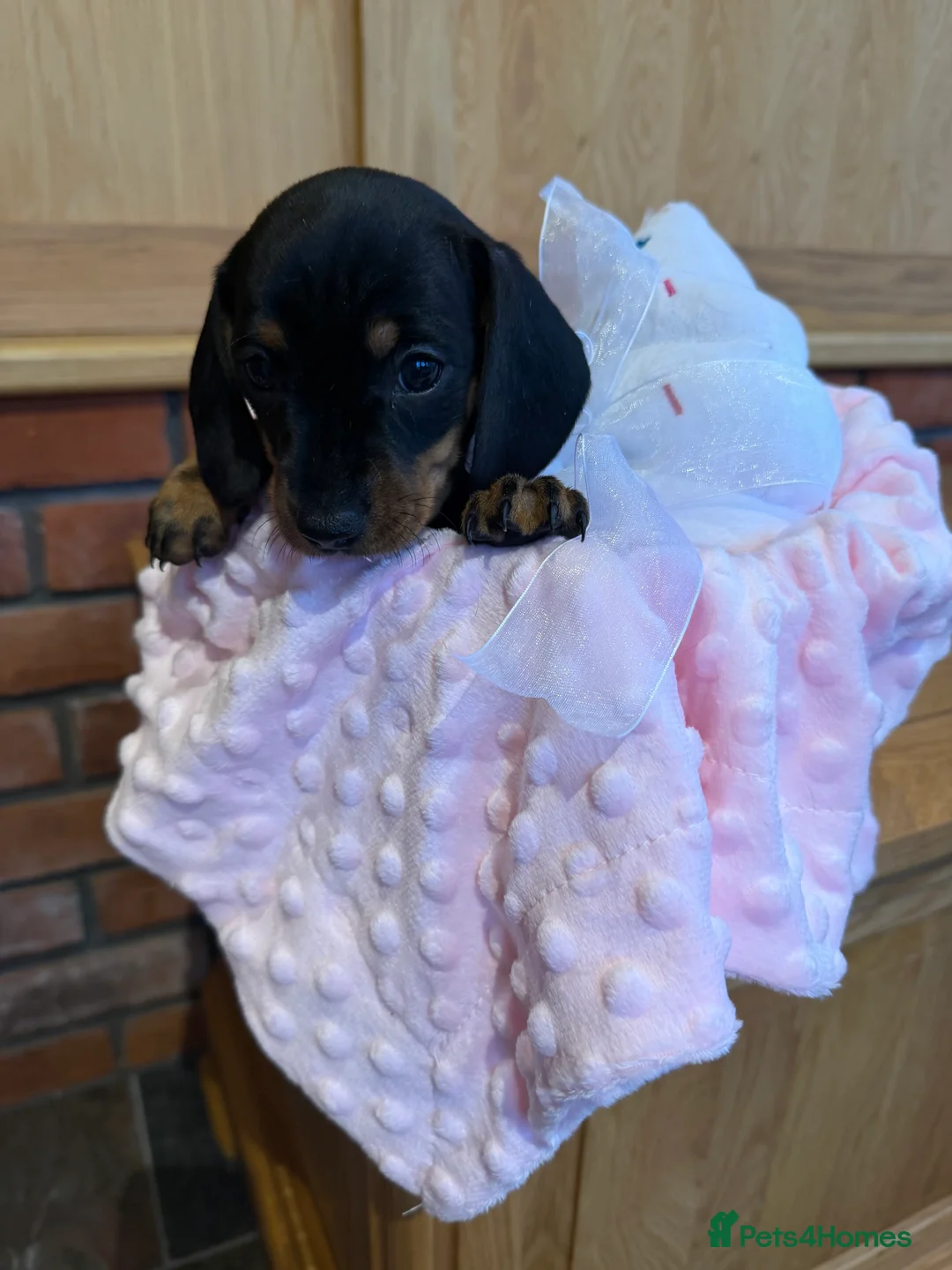Dachshund dogs for sale: Miniature dachshunds  - Advert 18