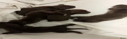 Sprocker dogs for sale: F1 sprocker puppies - Advert 22