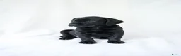 Labrador Retriever dogs for sale: KC Labrador Puppies - Licensed Breeder READY NOW - Advert 13