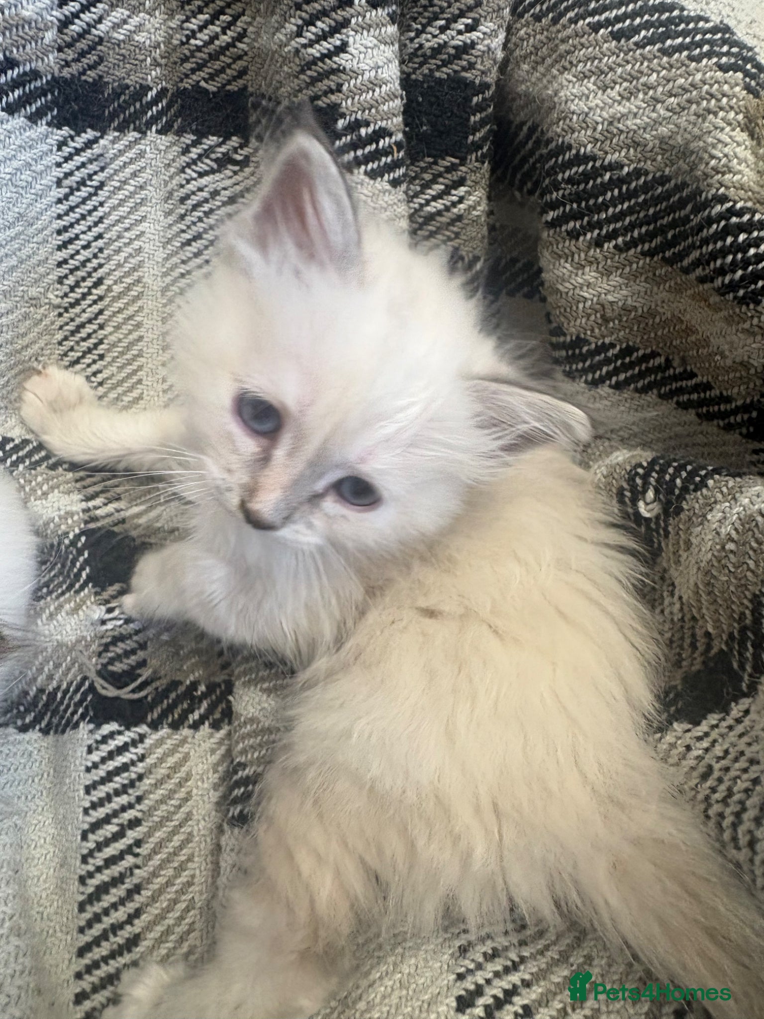 Birman cats Adorable Birman kittens  - Advert 4