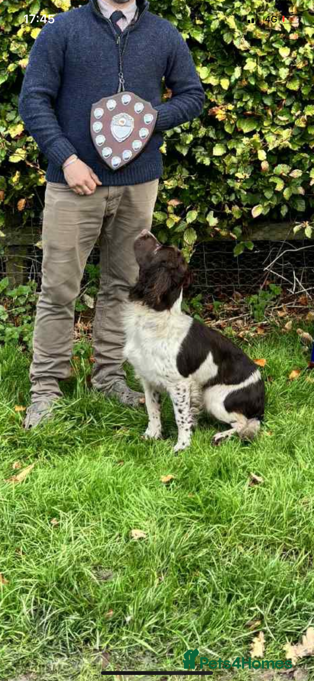English Springer Spaniel dogs for sale: English Springer spaniel puppies  - Advert 11