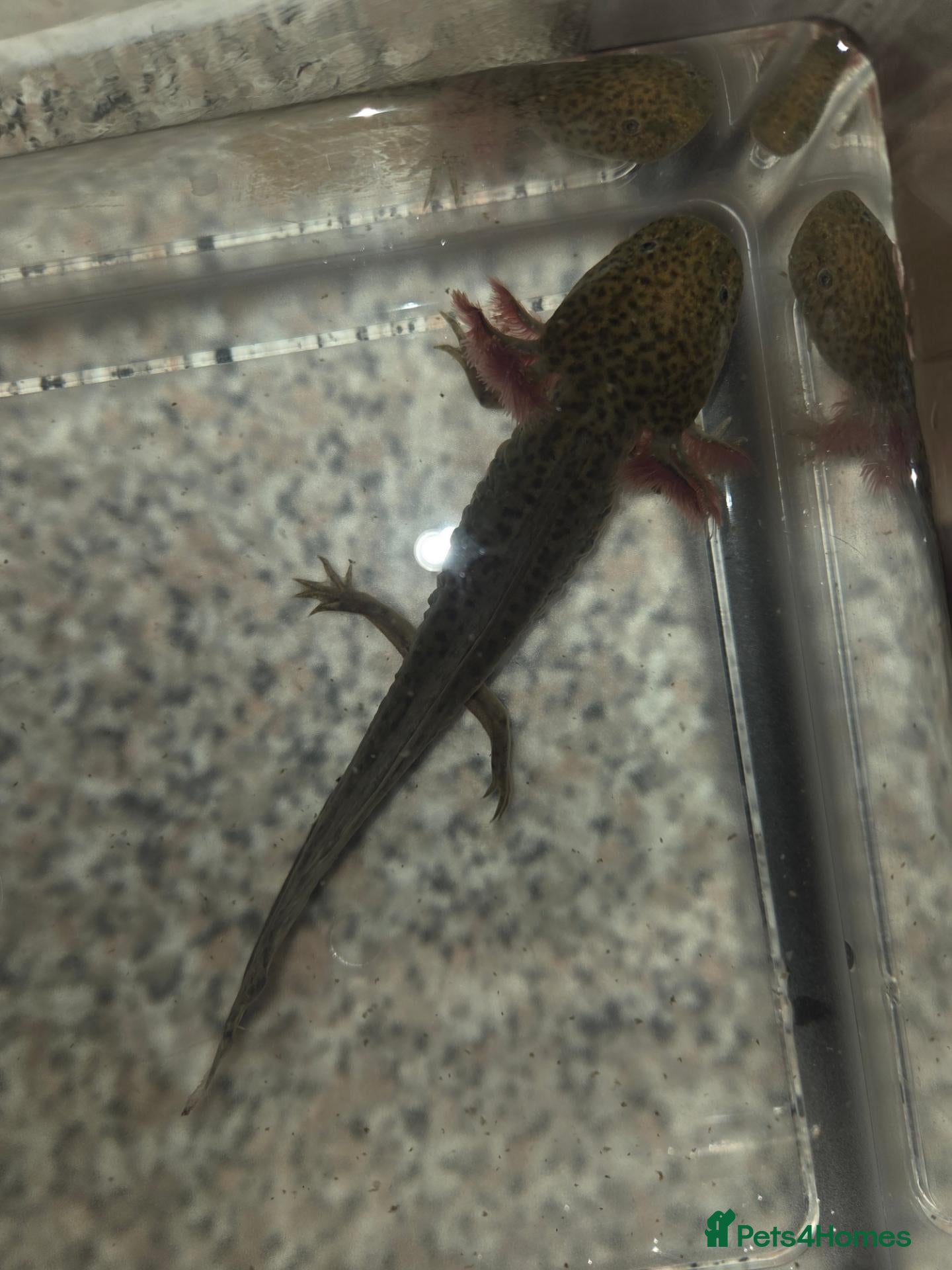 Other/Mixed Breed fish 3 Mixed Axolotls - Advert 3
