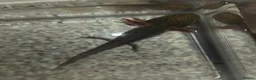 Other/Mixed Breed fish for sale: 3 Mixed Axolotls in Warrington - Advert 1