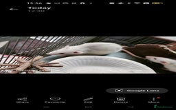 Rat rodents for sale: Dumbo rex Rats - Image 13