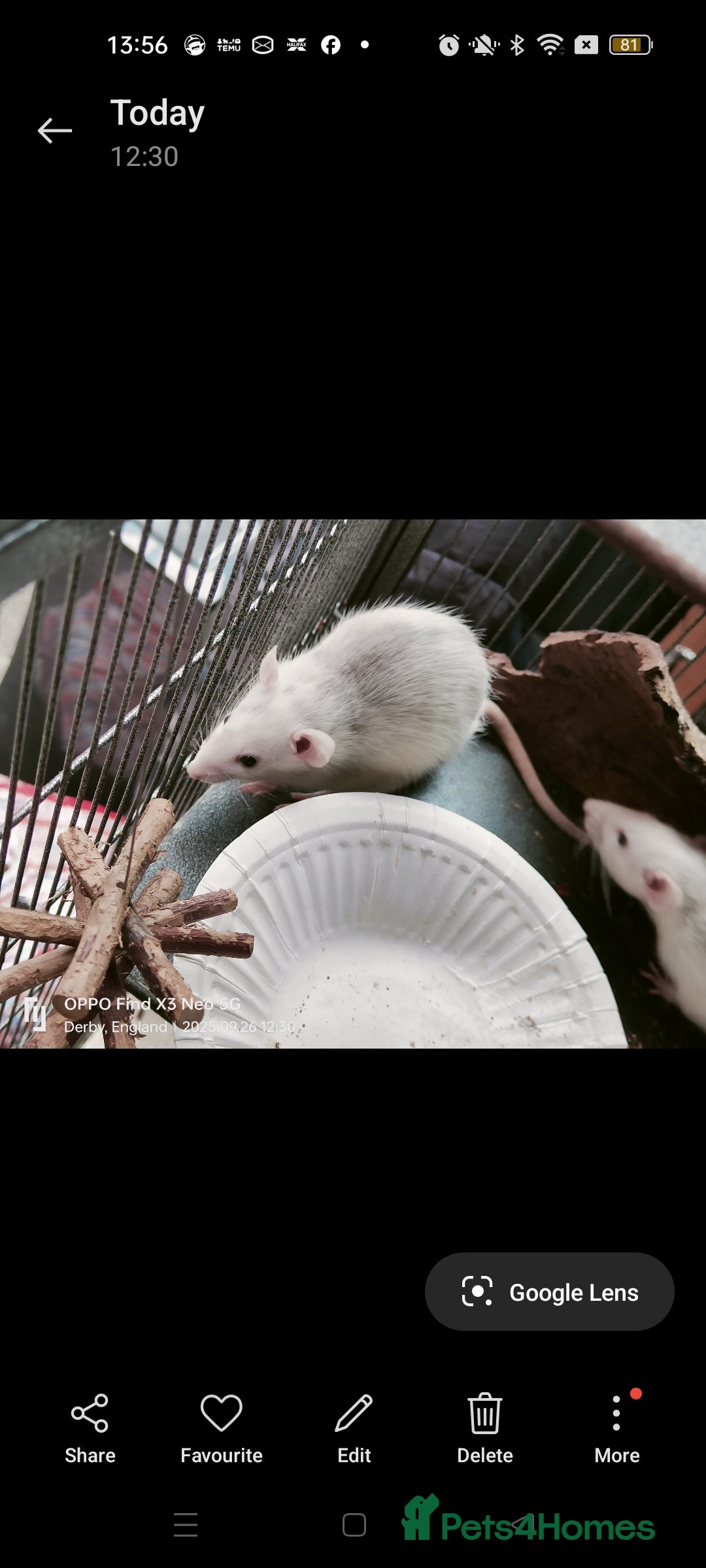 Rat rodents for sale: Dumbo rex Rats - Image 13