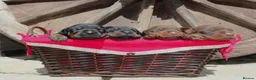Dobermann dogs for sale:  ✨ A Carefully Planned Litter ✨ in Swansea - Advert 7