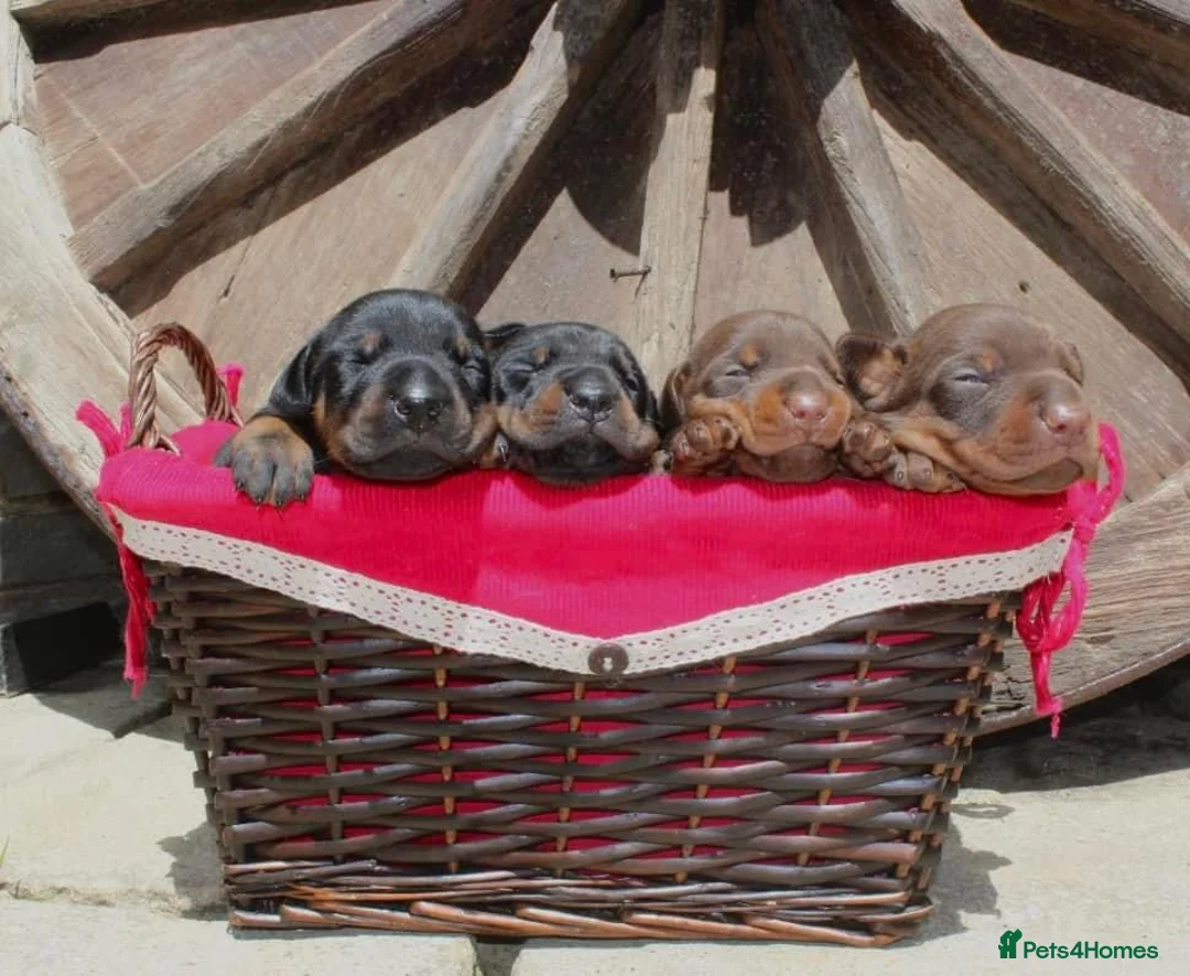 Dobermann dogs for sale:  ✨ A Carefully Planned Litter ✨ in Swansea - Advert 7