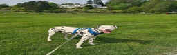 Dalmatian dogs for sale: Blue is looking for his second home *please read* in Lancaster - Advert 13