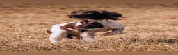 English Springer Spaniel dogs for sale: KC English Springer Spaniels liver and white  - Advert 3