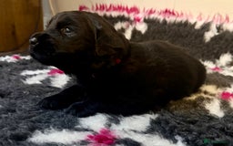 Goldador dogs for sale: 10x Family reared gorgeous Goldador Puppies - Image 11