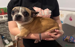 Mixed Breed dogs for sale: Males fenchie chihuahua x2 female chihuahua  - Image 1