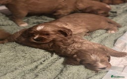 Cavapoo dogs for sale: King Charles Cavalier x Cavapoo - Image 12