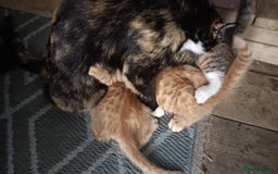 Mixed Breed cats for sale: 4 kittens - Image 11
