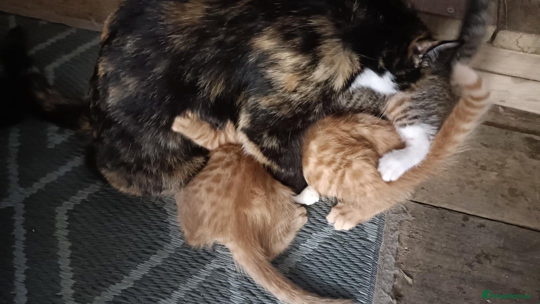 Mixed Breed cats for sale: 4 kittens - Image 11