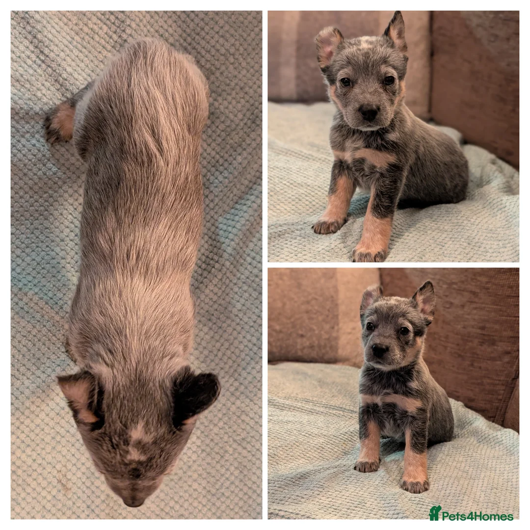 Australian Cattle Dog dogs for sale: Australian Cattle Dog Puppies. (2 Remaining) - Advert 2