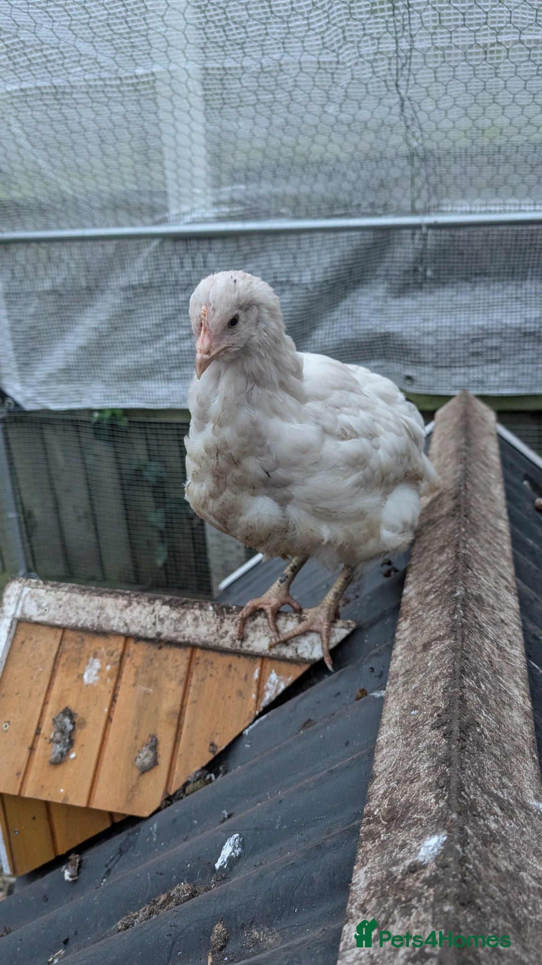 Chickens poultry for sale: 3 x 8 week old bantam chicks - Advert 1