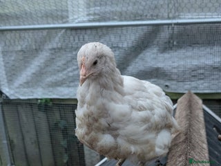 Chickens poultry 3 x 8 week old bantam chicks - Advert 1