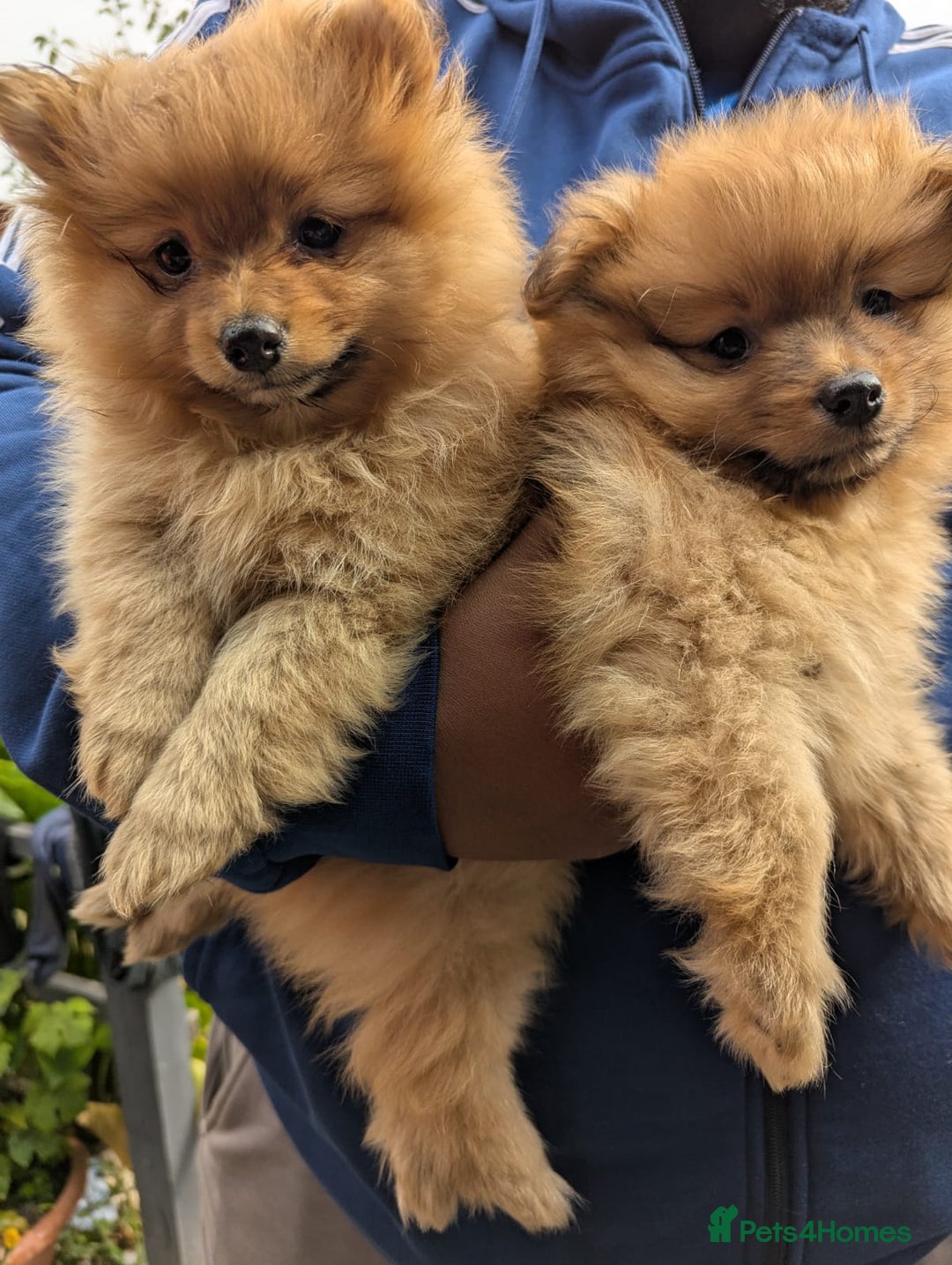 Pomeranian dogs for sale: Cute fluffy Pomeranian Puppies! (Read description) - Image 10