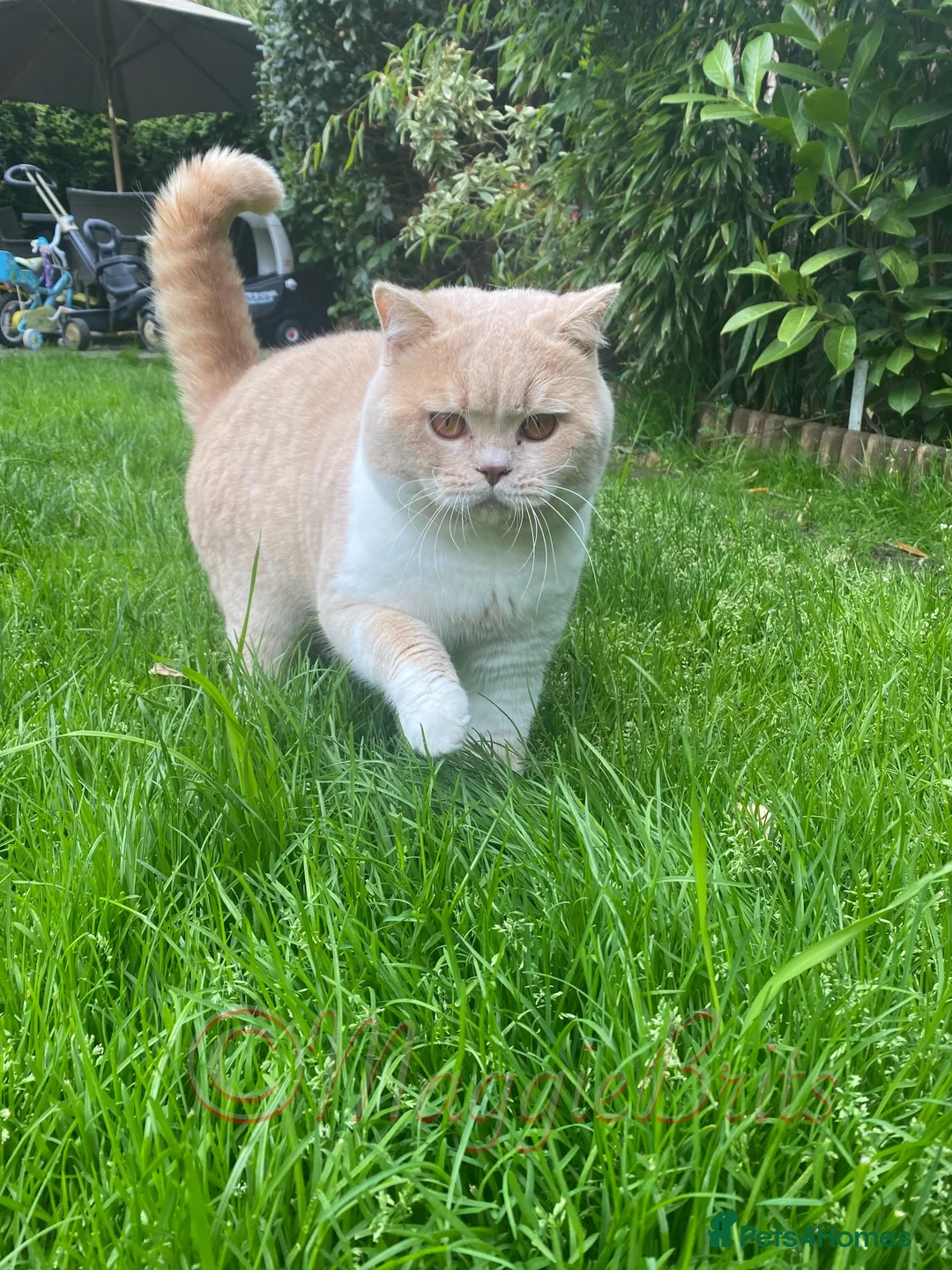 British Shorthair cats for stud: Championline Bi-Cream Boy in Northolt - Advert 8
