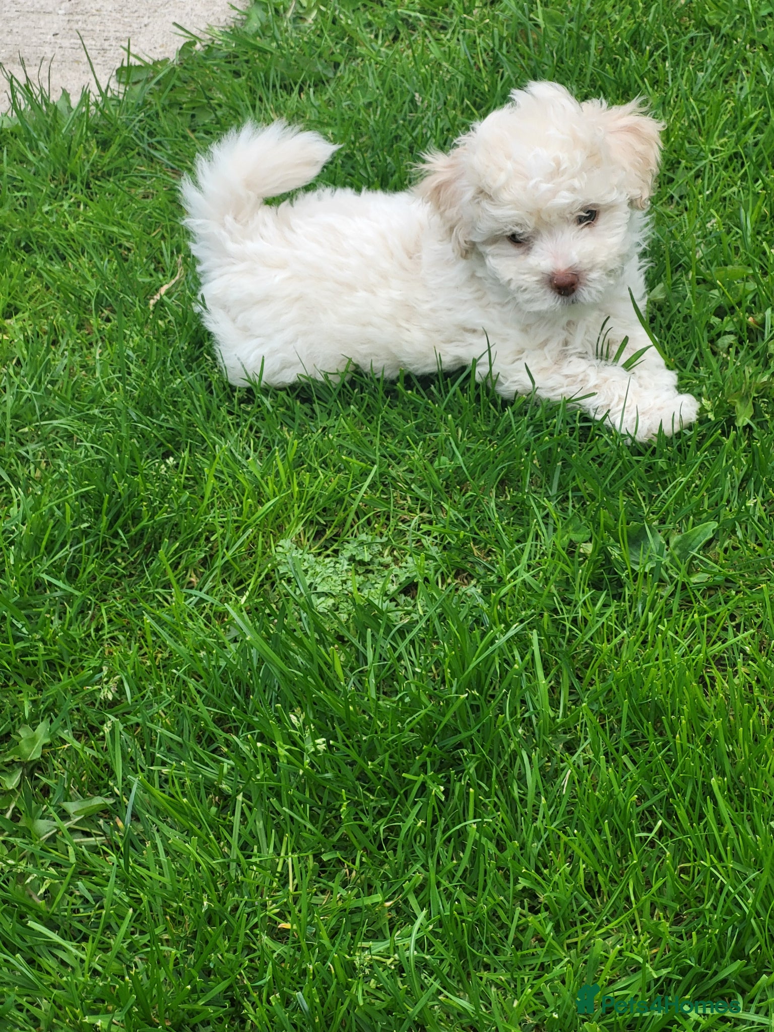 Poochon dogs Poochon  - Advert 2