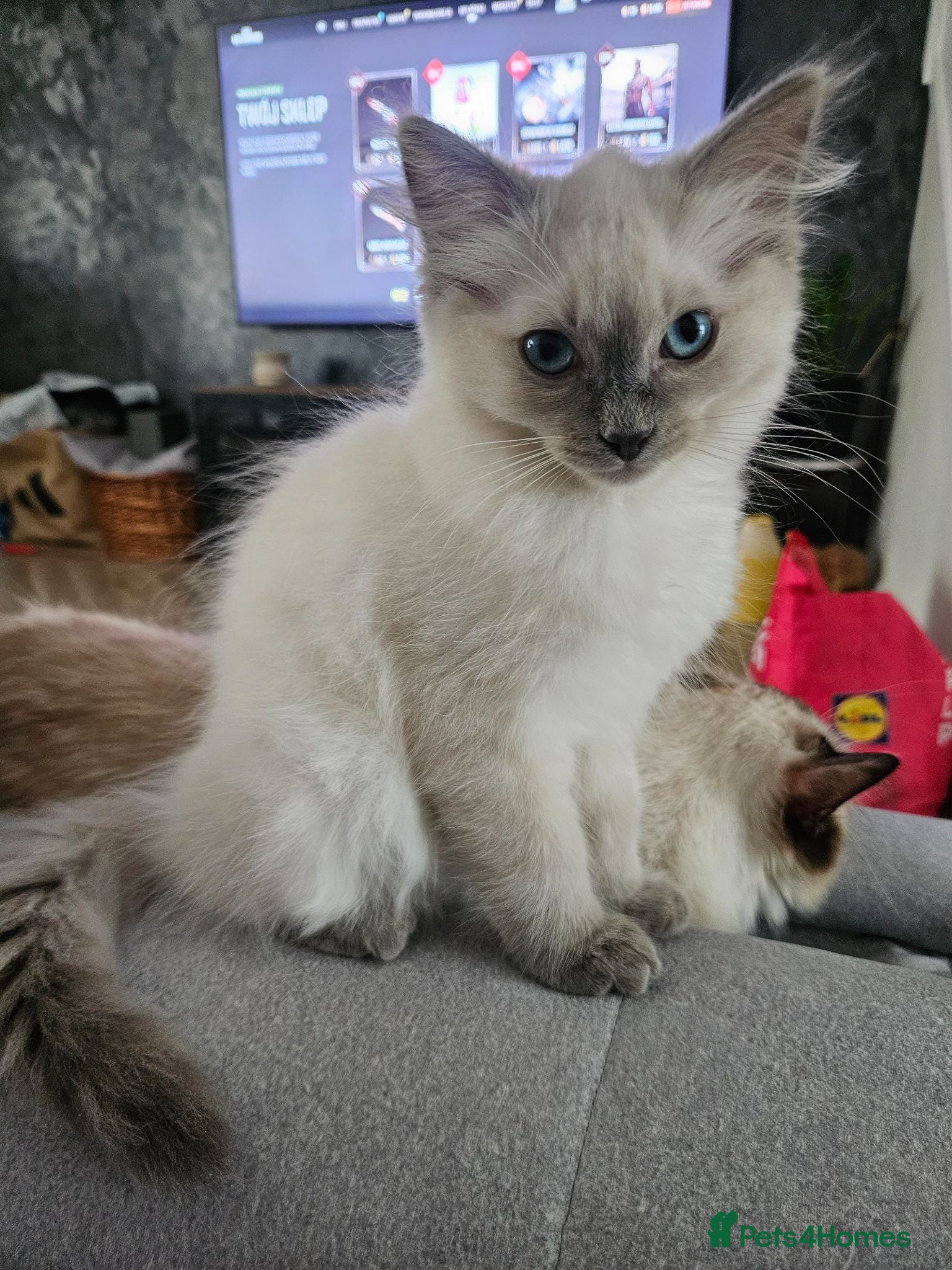 Ragdoll cats ❤️Beautiful RAGDOLL KITTEN ❤️ - Advert 9