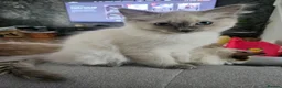Ragdoll cats for sale: ❤️Beautiful RAGDOLL KITTEN ❤️ - Advert 1