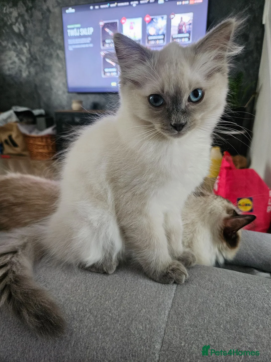 Ragdoll cats for sale: ❤️Beautiful RAGDOLL KITTEN ❤️ - Advert 1