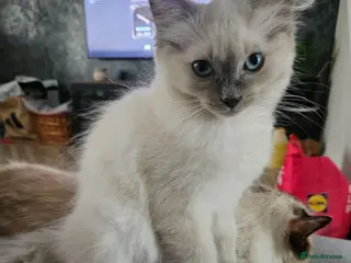 Ragdoll cats ❤️Beautiful RAGDOLL KITTEN ❤️ - Advert 9