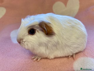 Guinea Pig rodents Stunning crested baby sows - Advert 16