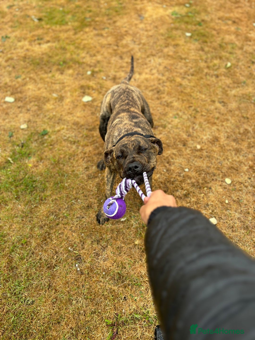 Presa Canario dogs for sale: 18 month old Presa canario  - Image 7