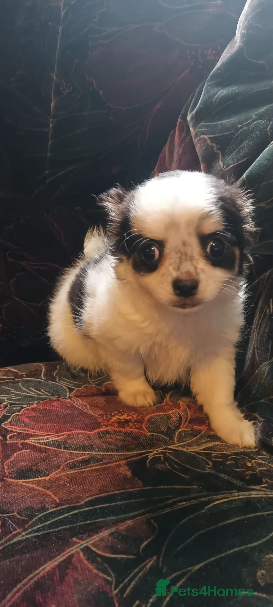 Chihuahua dogs for sale: 3 stunning chihuahua boy pups - Advert 7