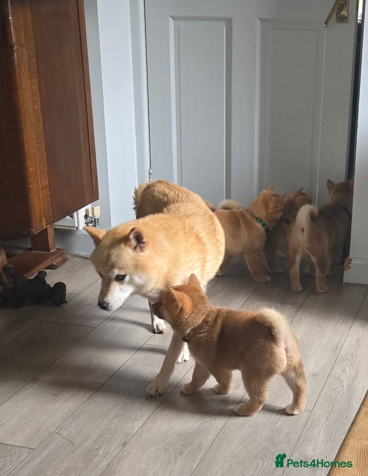 Japanese Shiba Inu dogs Foxy little shibas - Advert 1
