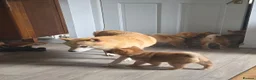 Japanese Shiba Inu dogs for sale: Foxy little shibas - Advert 17