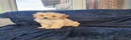 Cavapoochon dogs for sale: Beautiful Cavapoochon Puppies - Ready Now  - Advert 19