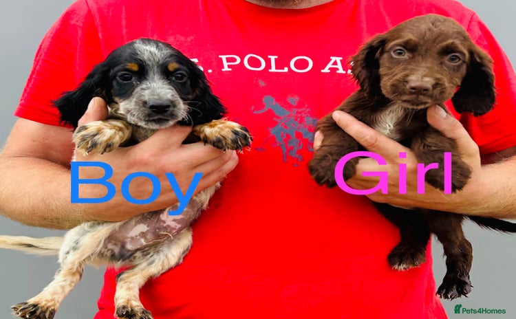 Cocker Spaniel dogs - Advert 3