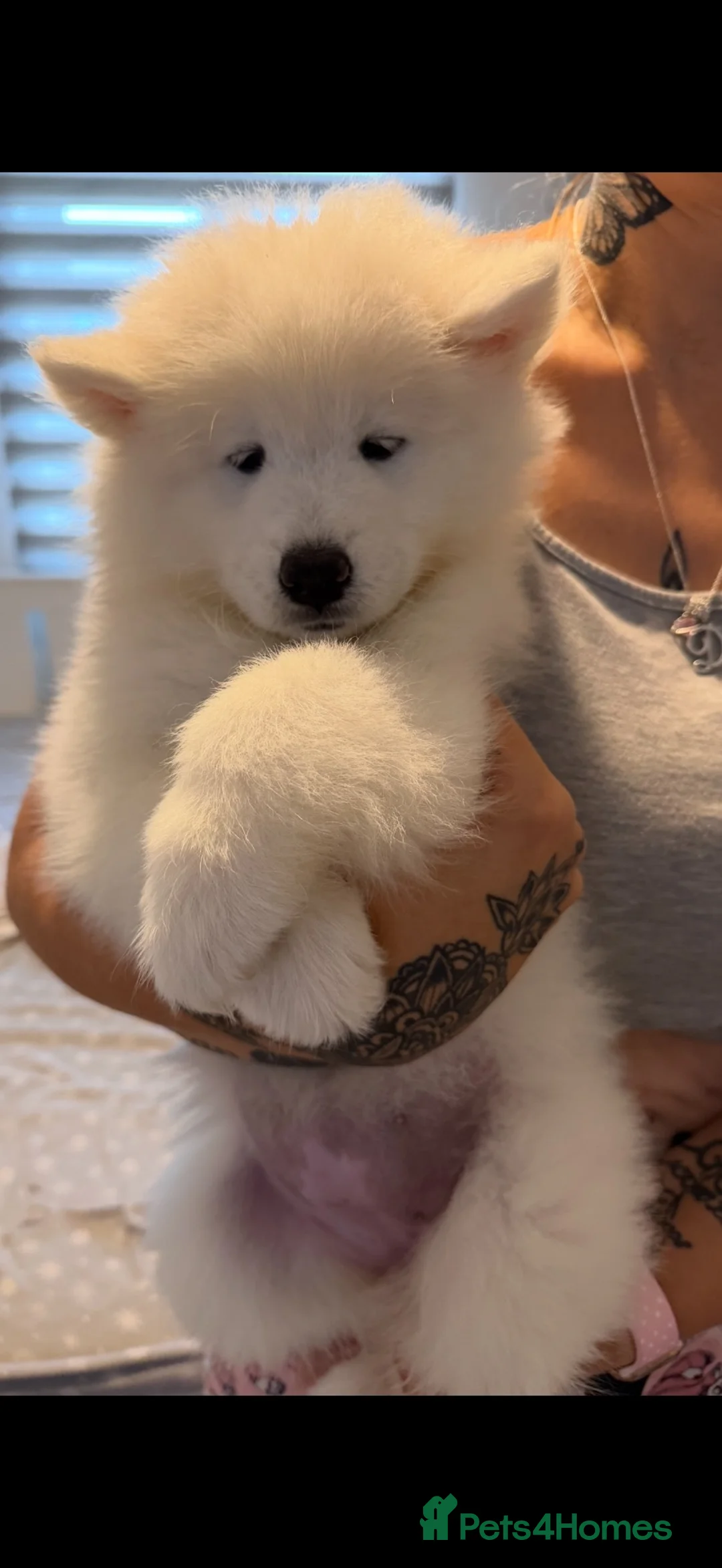 Samoyed dogs for sale: Beautiful pedigree kc Samoyed  - Advert 2