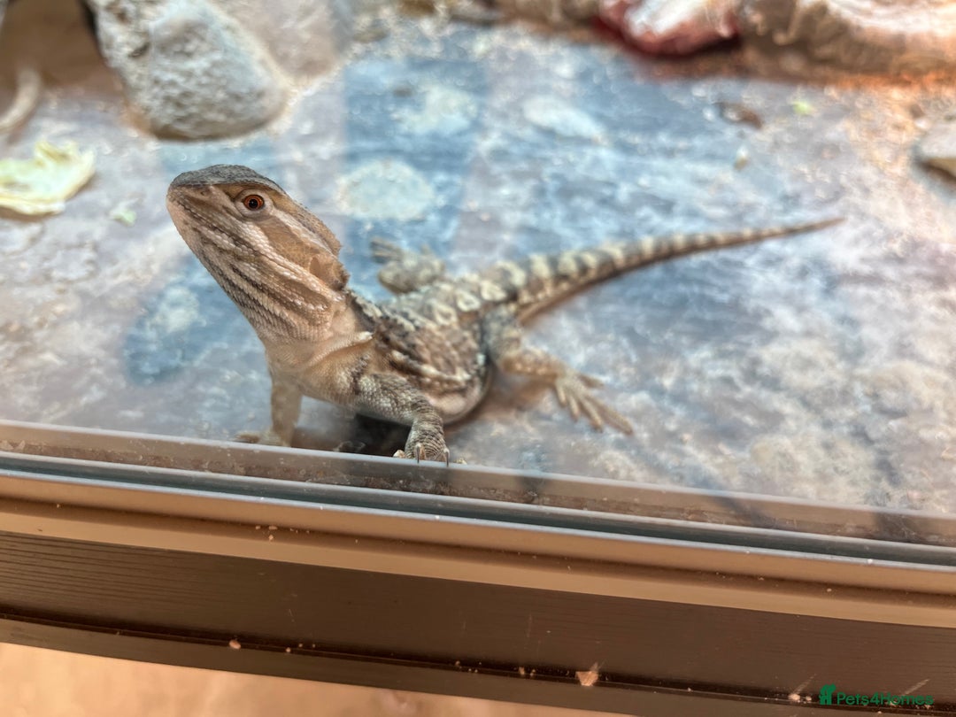Bearded Dragon reptiles for sale: Rankins Dragons - Advert 1