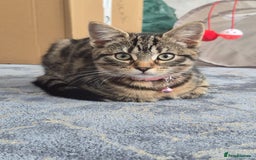 Bengal cats for sale: Domestic shorthaired x bengal kitten  - Advert 2