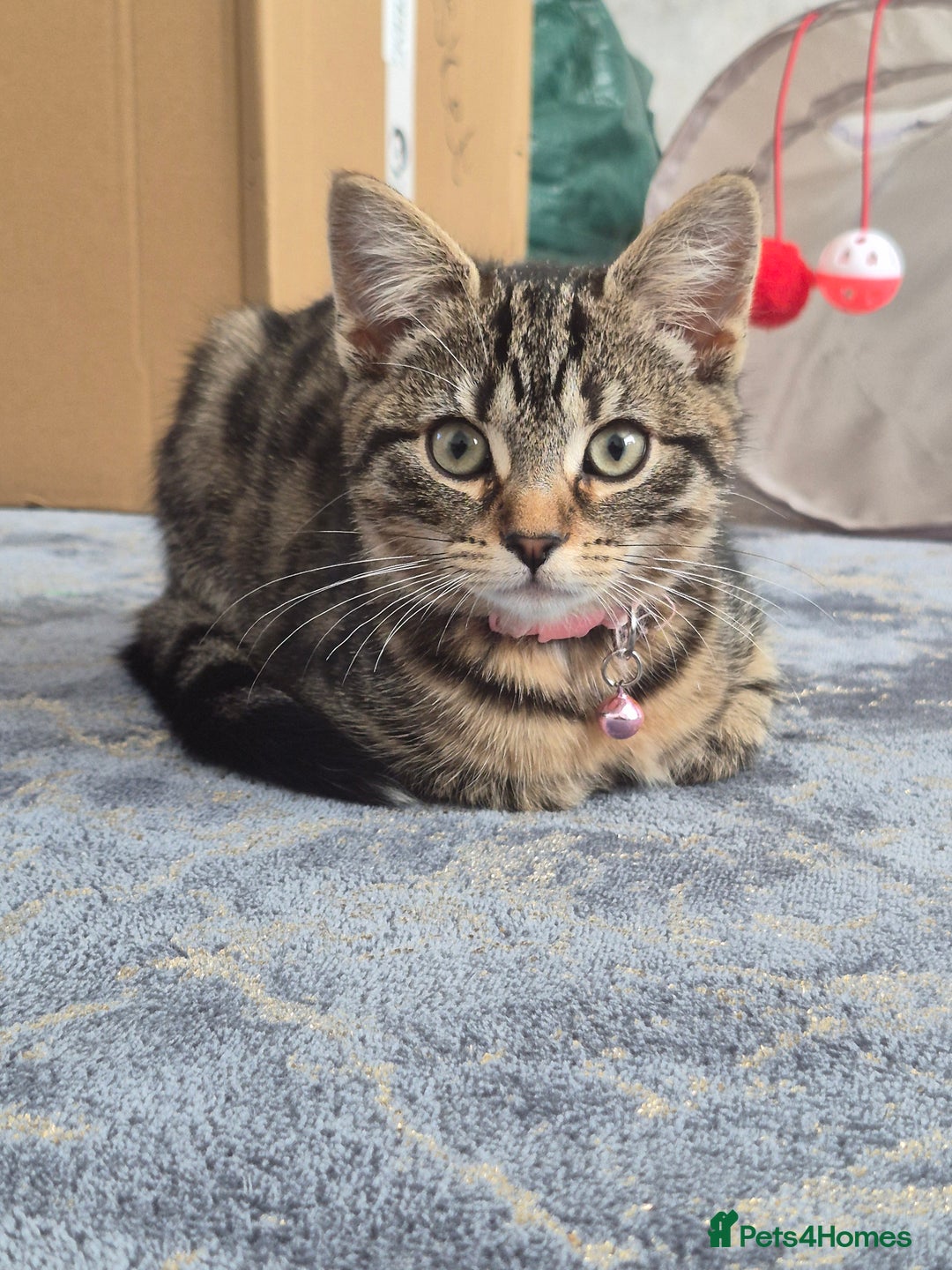 Bengal cats for sale: Domestic shorthaired x bengal kitten  - Advert 2