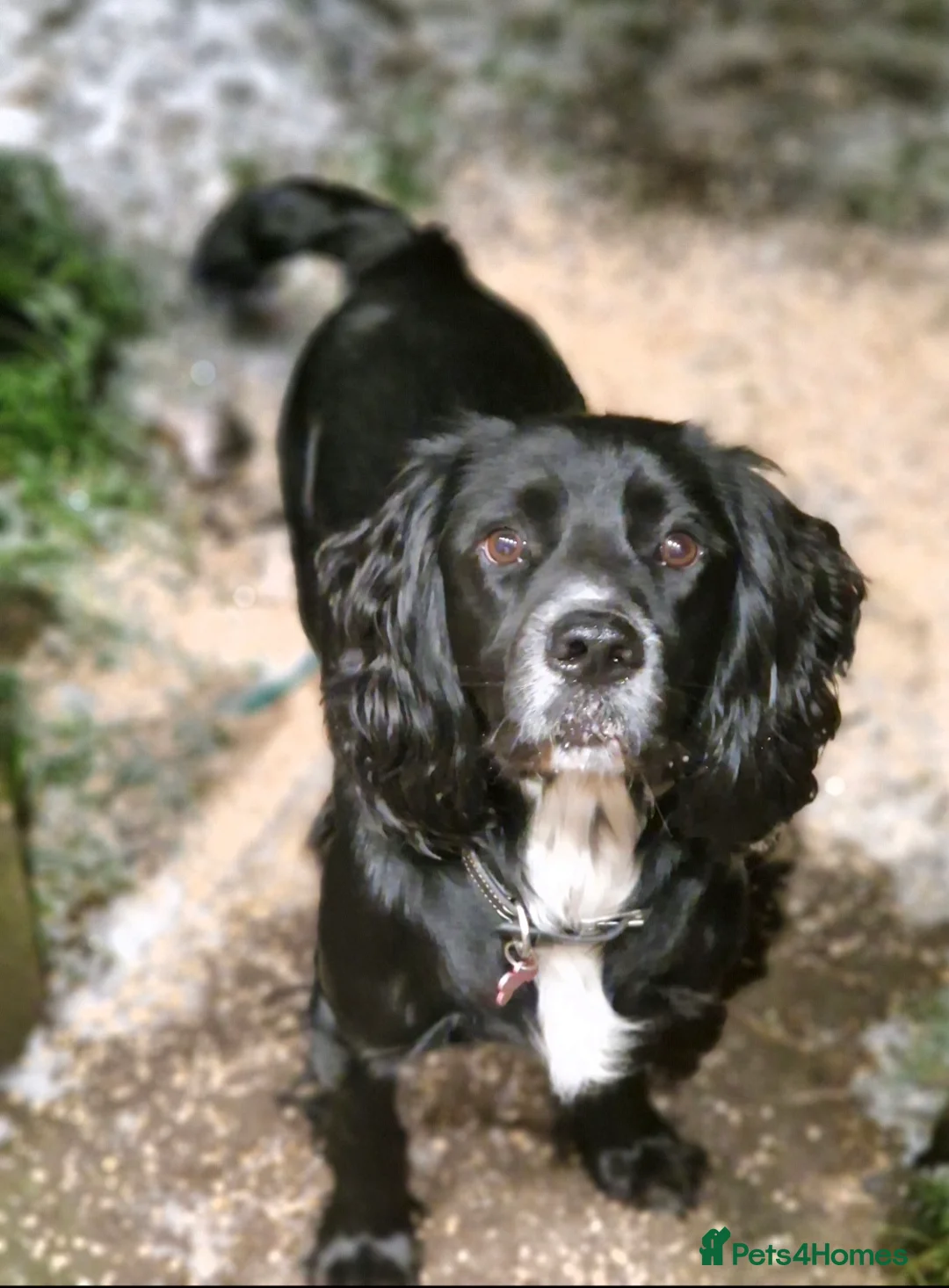 Cocker Spaniel dogs for sale: Black cocker spaniel dog - Advert 1