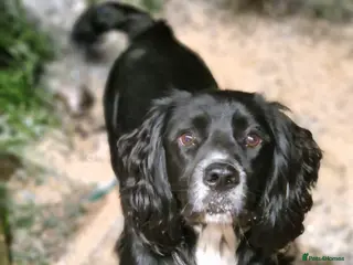 Cocker Spaniel dogs Black cocker spaniel dog - Advert 2