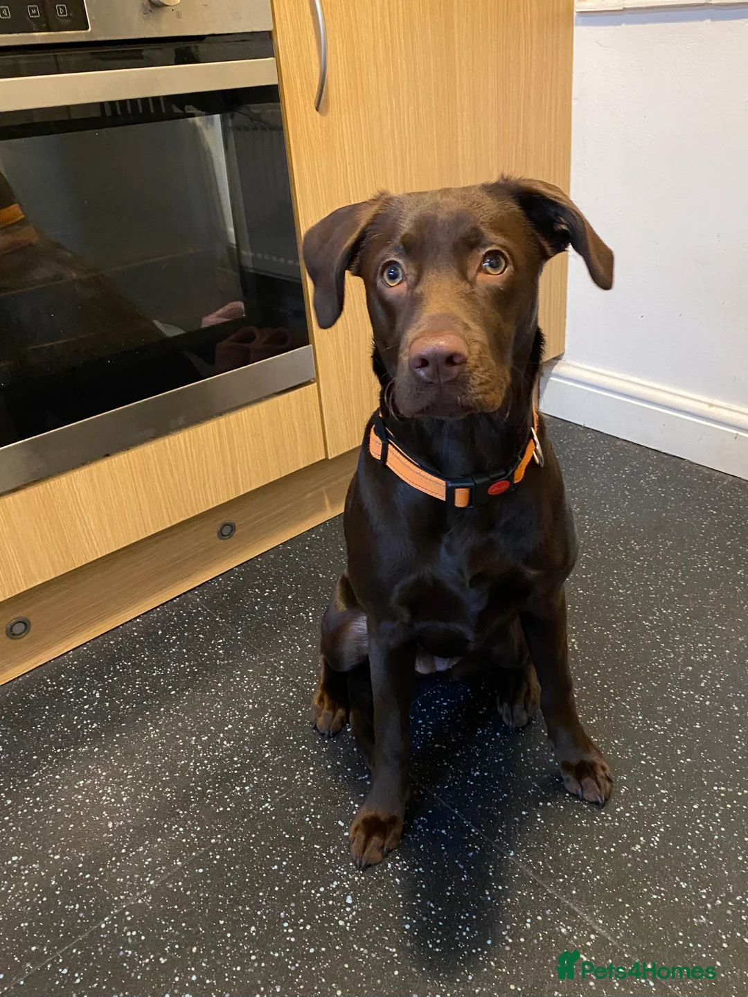 Labrador Retriever dogs for sale: Female chocolate Labrador puppy - Advert 2