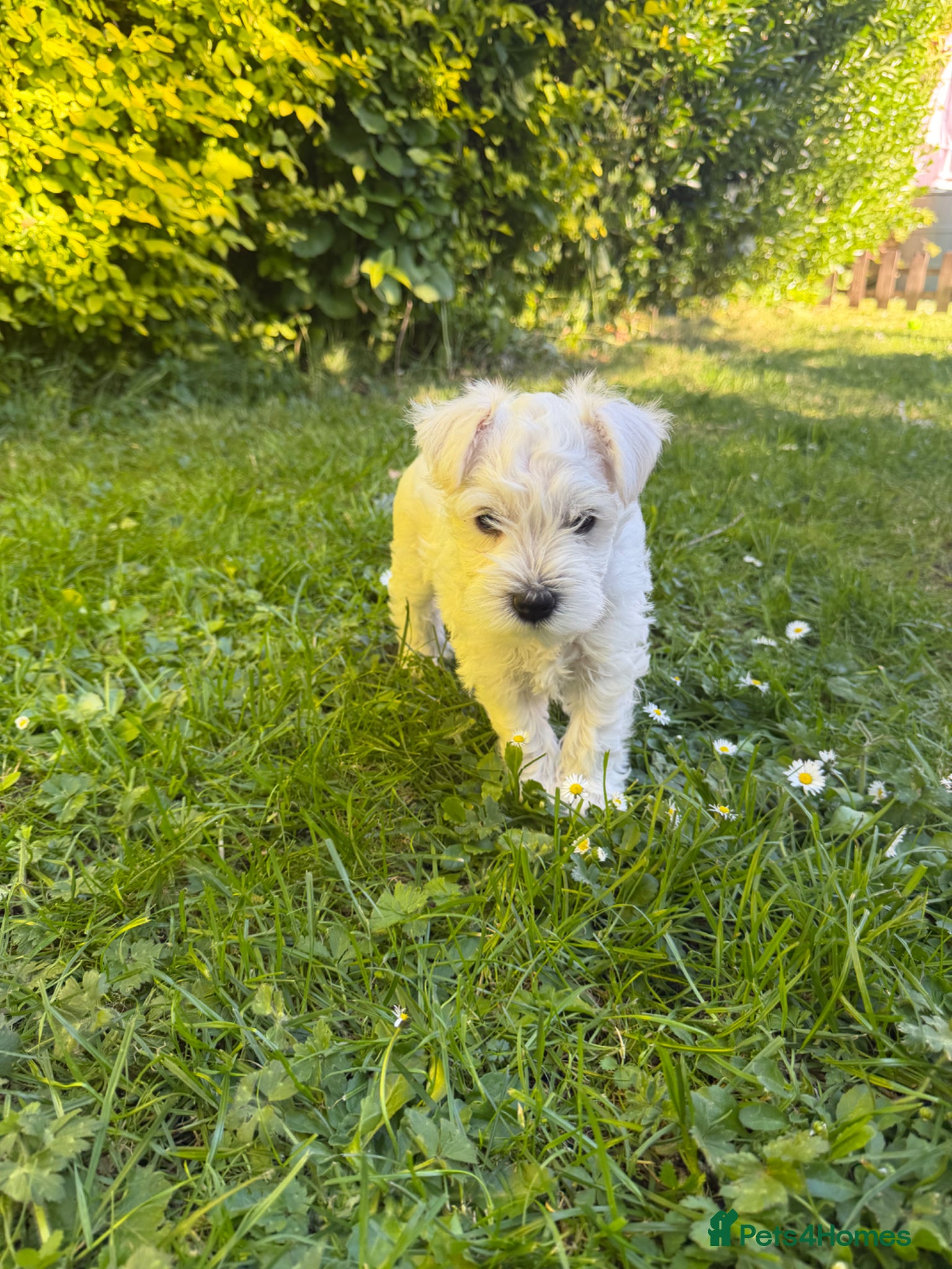 Miniature Schnauzer dogs for sale: Available: 🐾 3 Girls 🐾 2 Boys - Advert 7