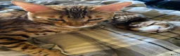 Bengal cats for sale: One Little Princesses - Advert 16