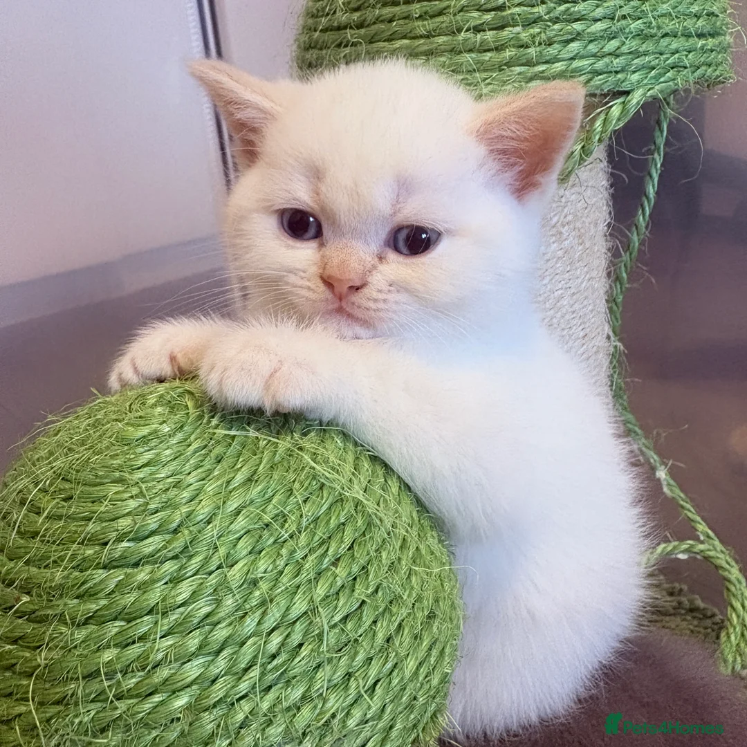 British Shorthair cats for sale: Stunning BSH Colourpoint Kitten GCCF Registered - Advert 20
