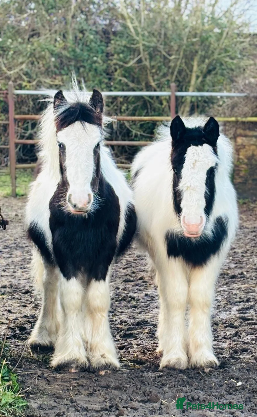 Other Breed horses for sale: 2mini cobs - Advert 1