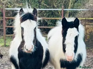 Other Breed horses 2mini cobs in Leigh-on-Sea - Advert 7