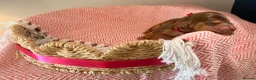 Cocker Spaniel dogs for sale: Outstanding KC registered Cocker Spaniel Puppies  - Advert 31