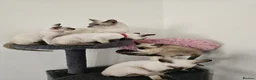 Siamese cats for sale: Beautiful Siamese Kittens - Advert 4